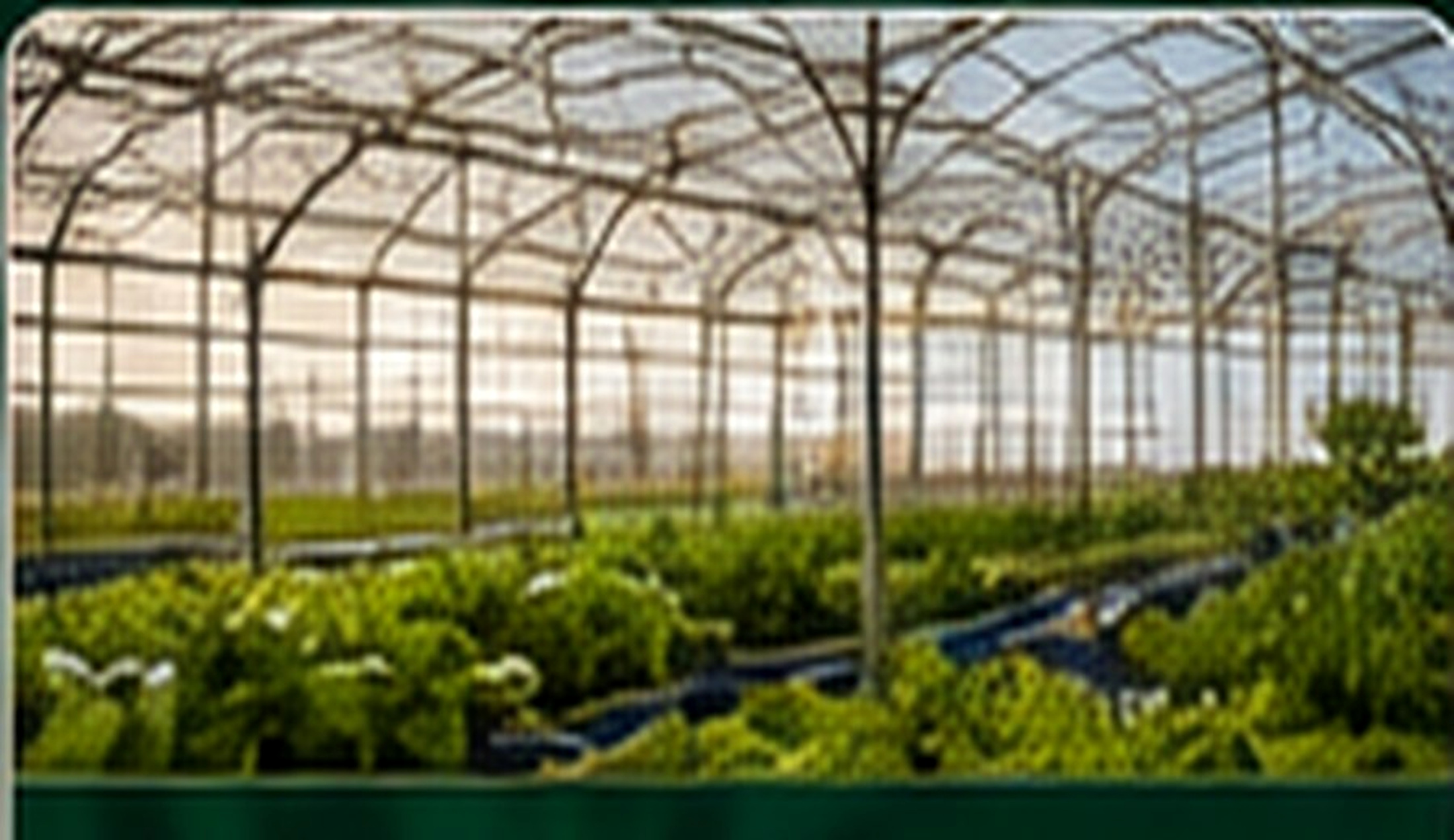 Concept for the future protected growing stage of King Valley Aquaponics