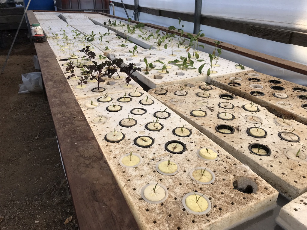 King Valley Aquaponics raft beds in operation
