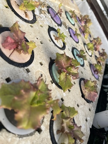 Lettuce growing in a King Valley Aquaponics raft bed