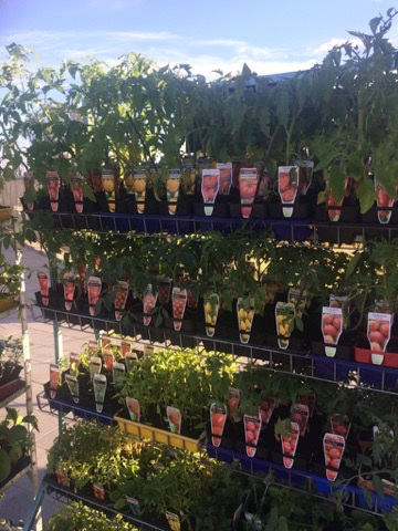 Seedlings prepared for sale by King Valley Aquaponics