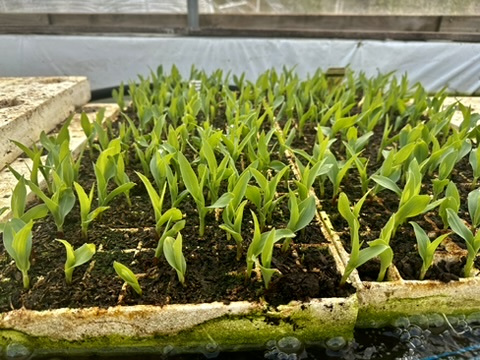 Dense trays of seedlings grown by King Valley Aquaponics