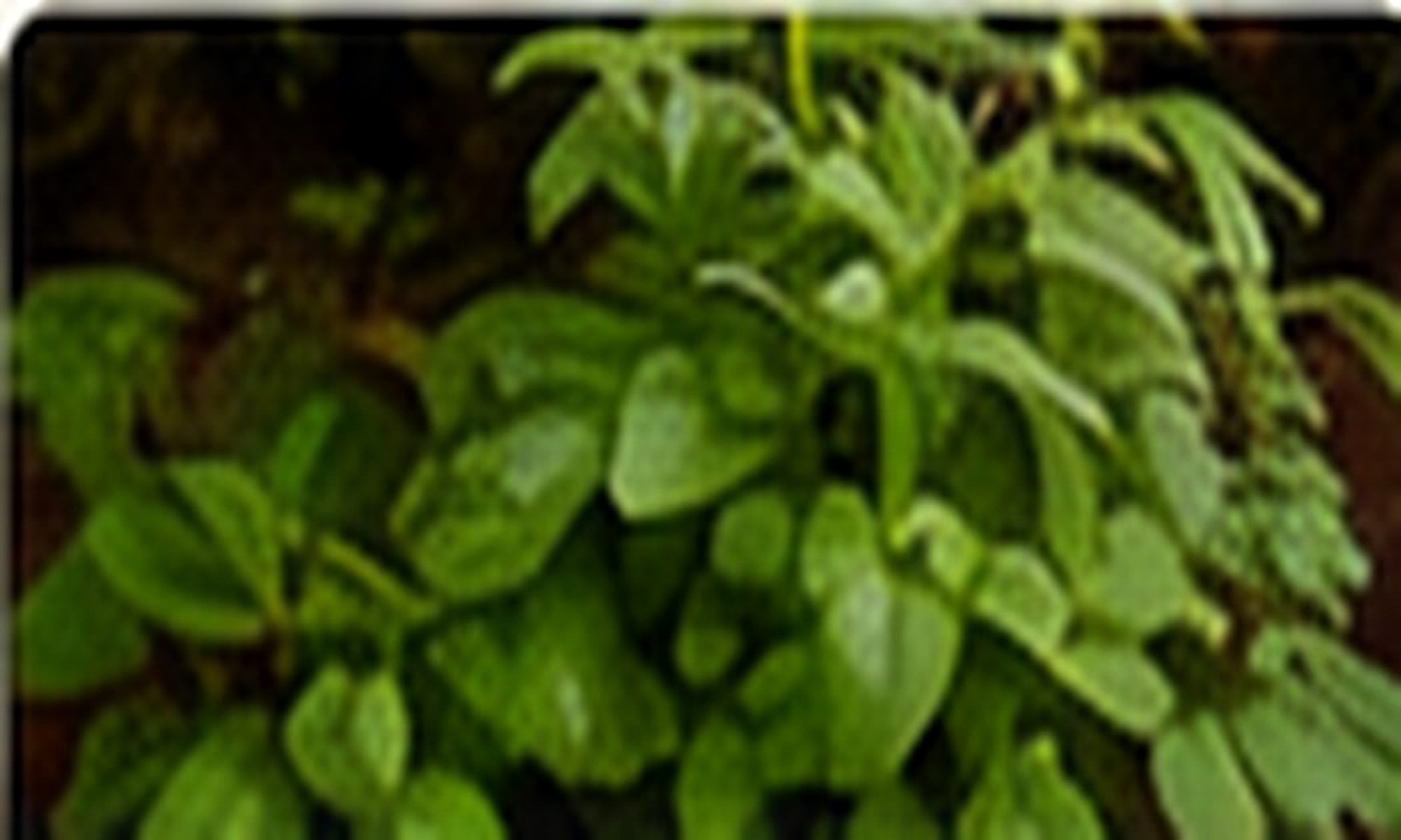 Some of our Easy-to-Grow herbs