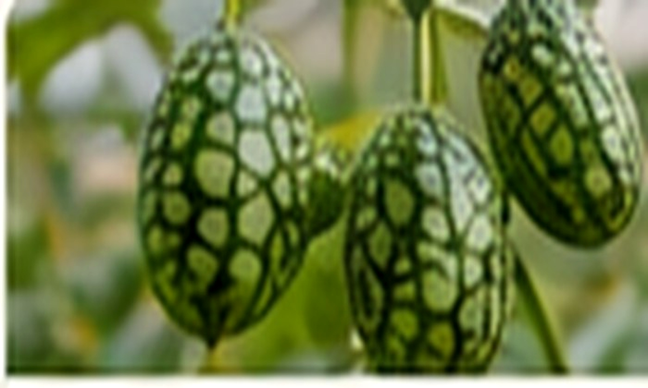 Mouse Melons